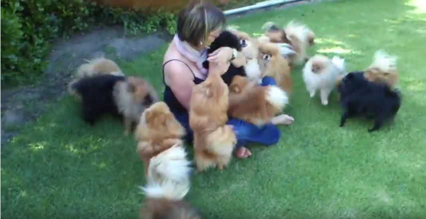 Pomeranian Puppies Happy To See Their Owner Swarm Her With Fluffy Hugs