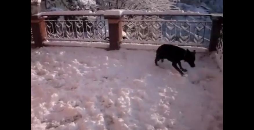 Dog goes absolutely nuts after discovering snow for first time!