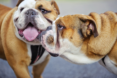 Ask A Vet: How To Win The War On Inter-dog Aggression