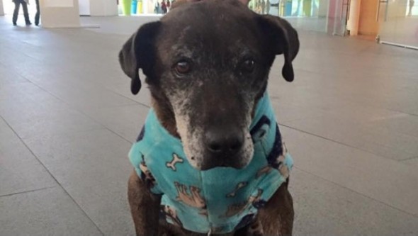 TV Star Helps Senior Stray Fight Cancer