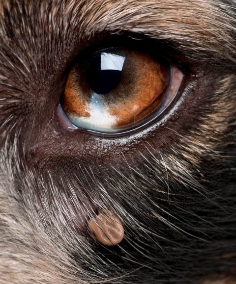 There Are Two Types Of Ticks On Your Dog or Cat