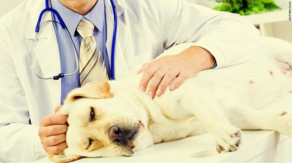 Dog Flu Hits Again – Here’s How to Keep Yours Safe
