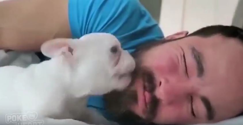 This Puppy Is The Best Alarm Clock In The World!