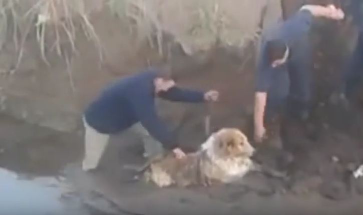 Ten Times Humans Worked Together to Save Dogs in Need