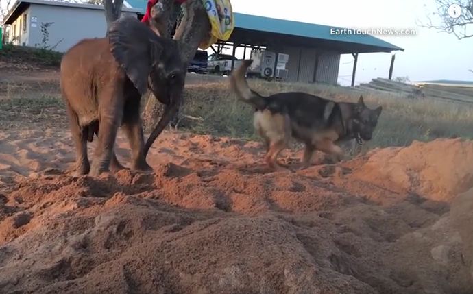 Dog Helps Baby Elephant Find Will to Live