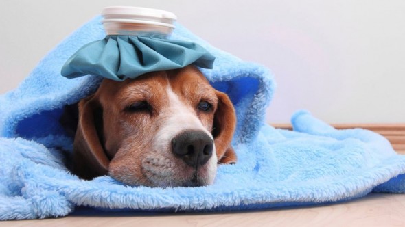 Dog Flu Strain Has Vets Across US Warning People of Dangers