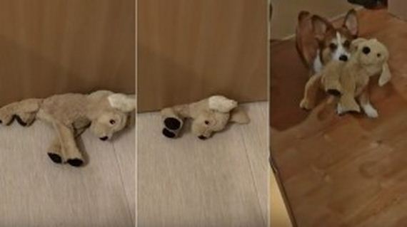 Nothing Can Stop This Determined Corgi From Getting His Favorite Toy