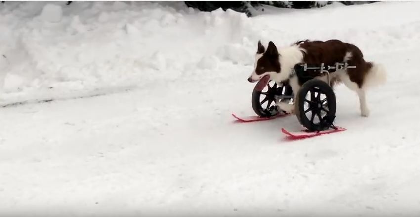 This Dog May Be In A Wheelchair, But That Doesn’t Stop Him From Going Skiing!