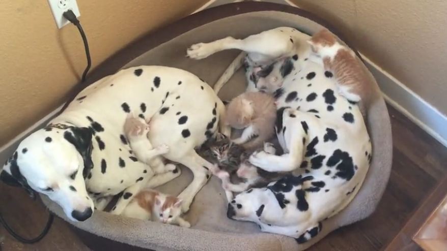 Dalmatian couple adopts 5 foster kittens