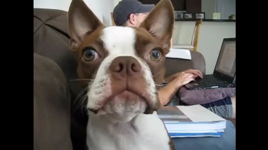 Boston Terrier vocally upset with owner for hilarious reason