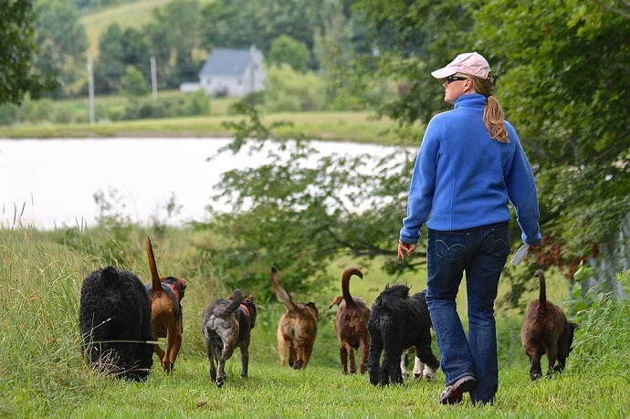 Woman Quits Job On Wall Street To Rescue & Rehabilitate Dogs From Kill Shelters