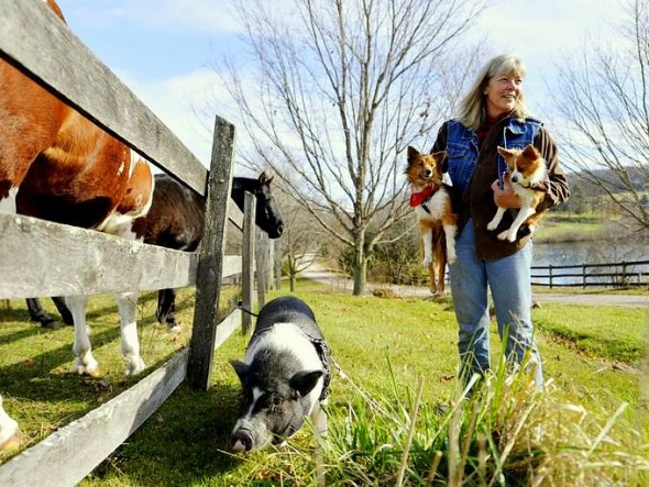 Two Dogs and a Pot-Bellied Pig Find Love – and a Home – Together