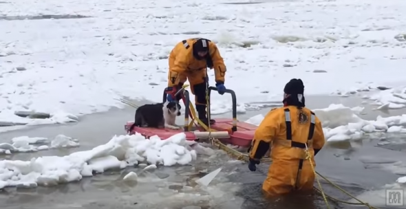 Dog Goes on Winter Wonderland Walk and Falls Through Thin Ice