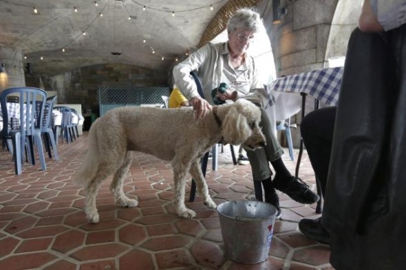NYC Health Officials Fighting Back on Dining With Dogs Laws