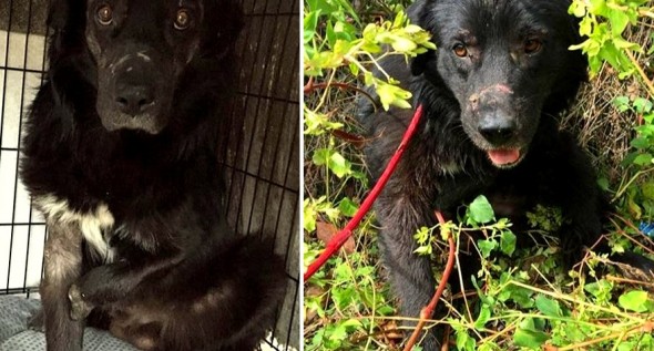 Dog Who Lost Foot in a Bear Trap Fighting for a Better New Year