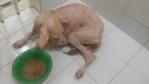 New Year: Neglected Stray Learns Compassion from Strangers