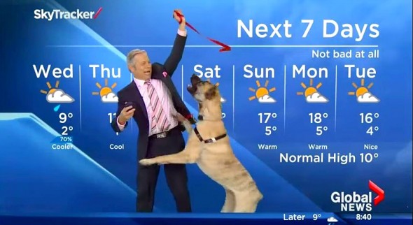 Weather Dog Totally Steals the Show!