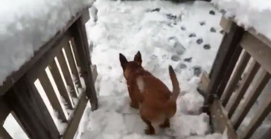 Puppy’s first snow experience goes just like you’d imagine