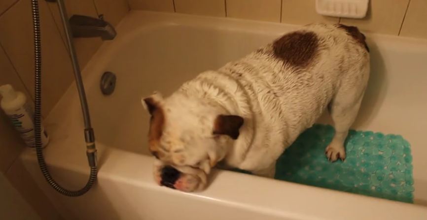 How to trick your dog into taking a bath