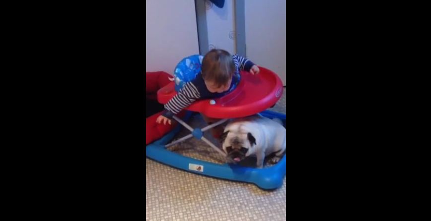 Baby has priceless conversation with his pug