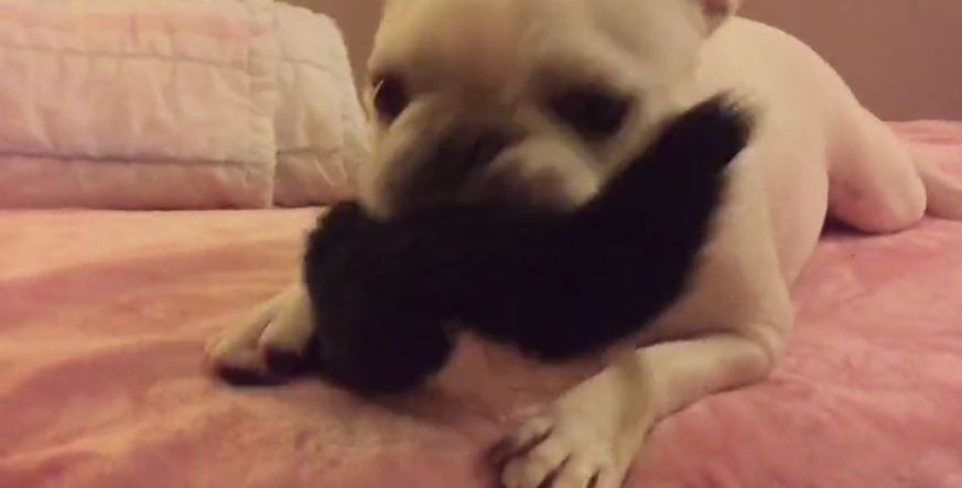 Dog chews on favorite toy