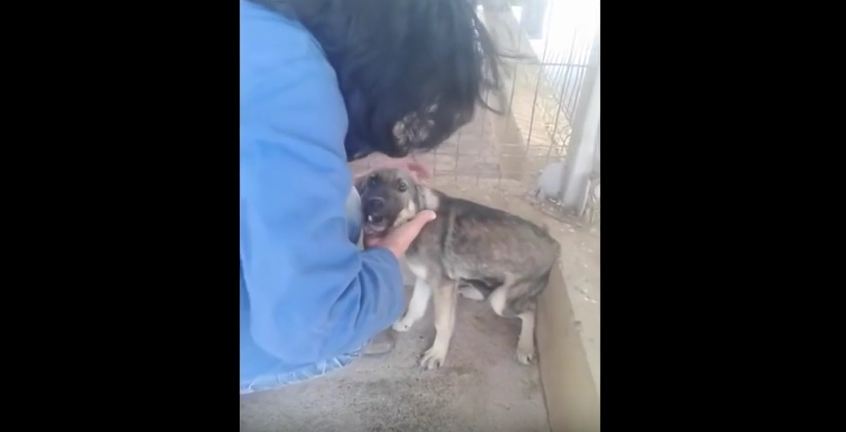 When An Abused Dog Is Pet For The First Time, It Will Break Your Heart