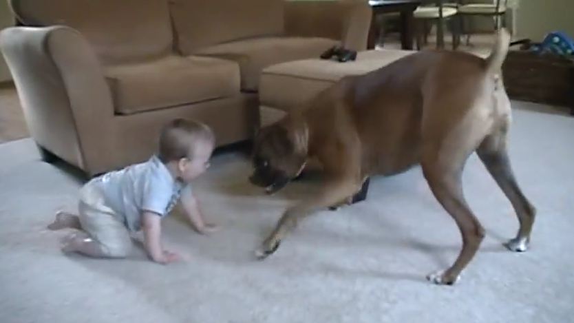 Boxer Attacks Baby with Kisses