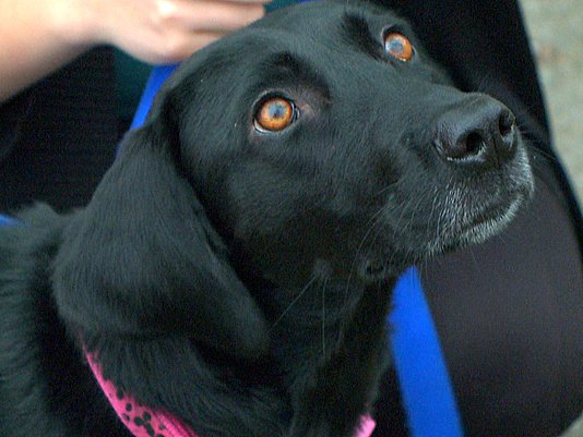 Dog Insistent on a Walk Leads Owner to Missing Elderly Woman