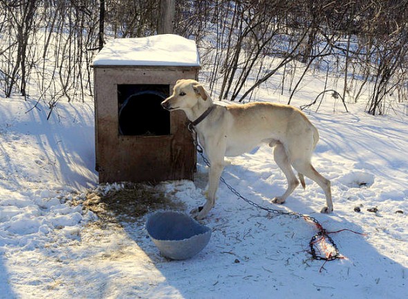 FBI’s New Animal Cruelty Classification Program Begins Today