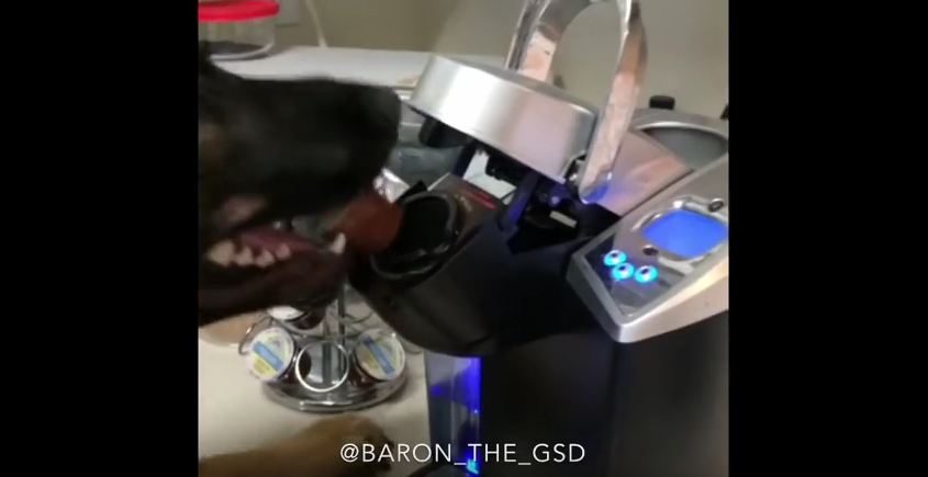 Coffee? This Dog Can You Help You With That!