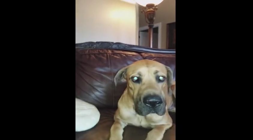 Dog Tries to Hide Entire Sandwich in his Mouth