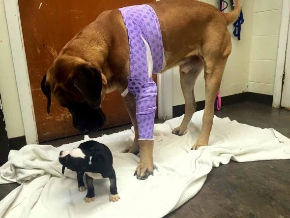 Two Dogs Meet at a Hospital and Become Best Friends