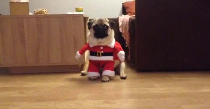 Santa Pug is coming to town!