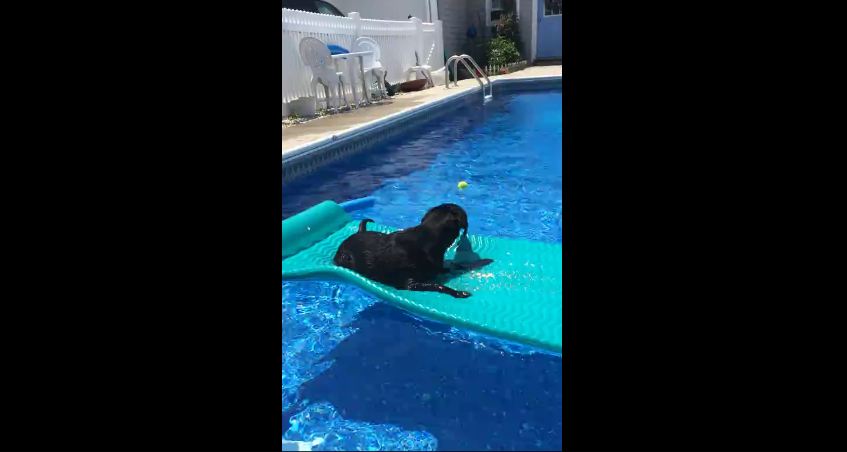 Clever dog rides pool float to fetch ball
