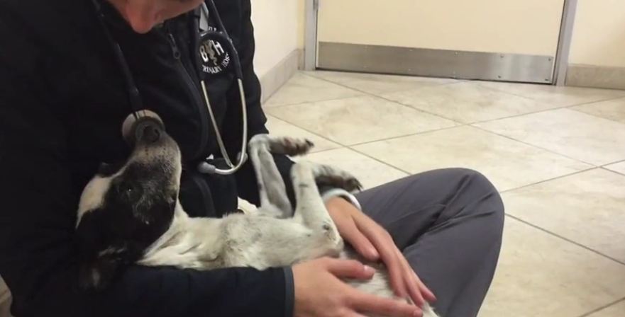 Dying dog who got a second chance reunites with her puppy