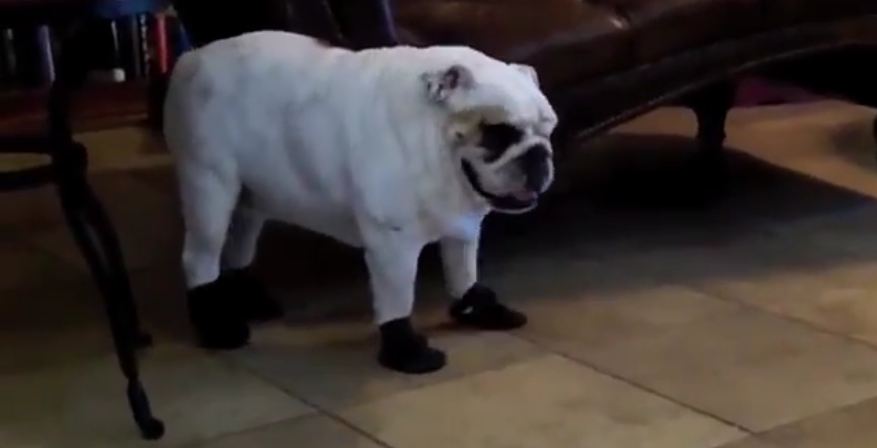English Bulldog humorously walks in new boots