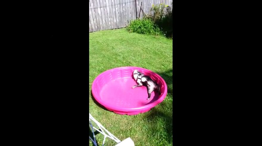 French Bulldog in kiddie pool protests lack of water