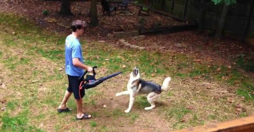 Husky is totally obsessed with leaf blower