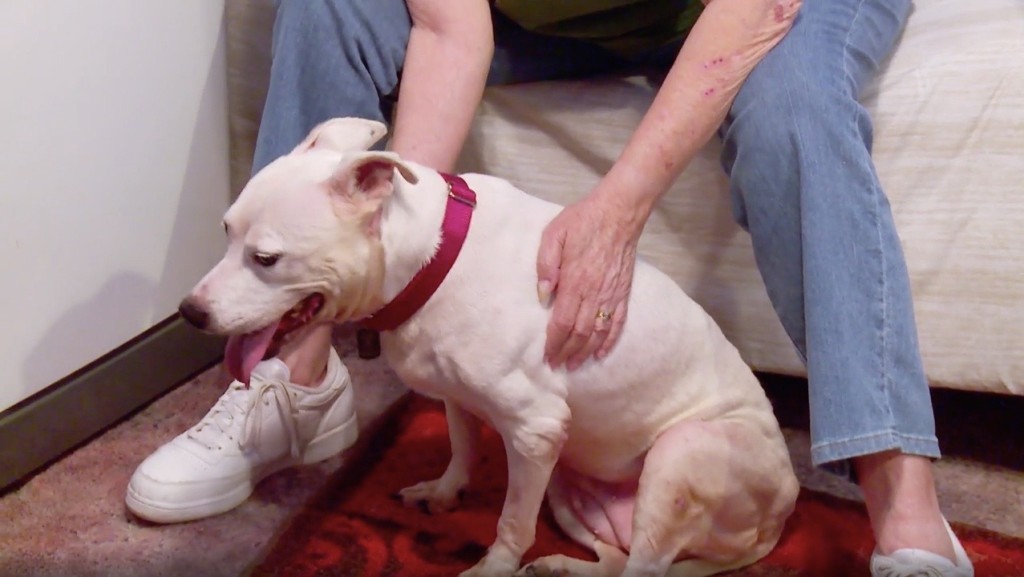Elderly Couple Adopts Senior Dog Who Survived Hurricane Katrina