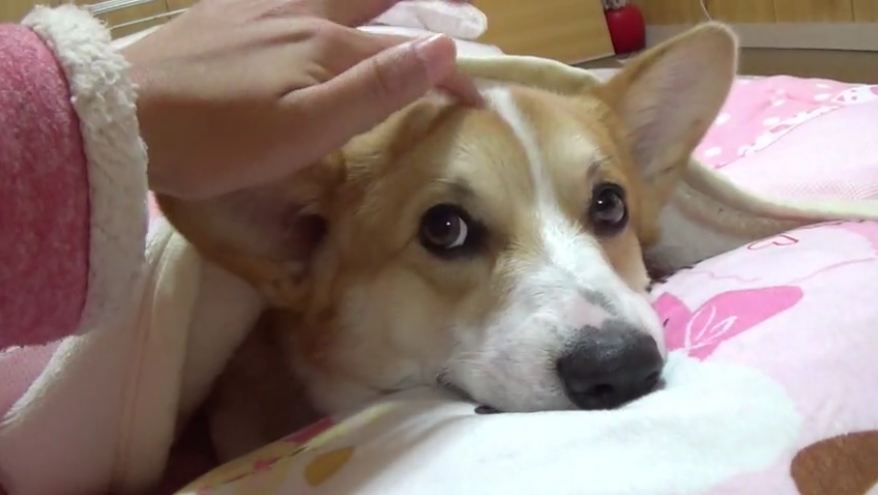 Nothing is as precious as this sleepy Corgi