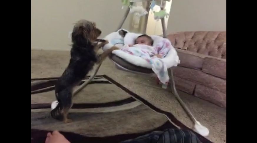 Loving dog gently rocks baby cradle