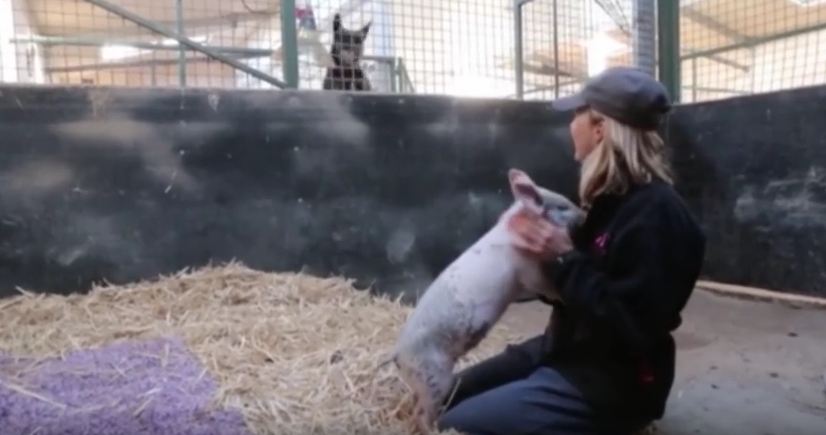 Dog Gets Jealous When Pig Gets A Belly Rub!