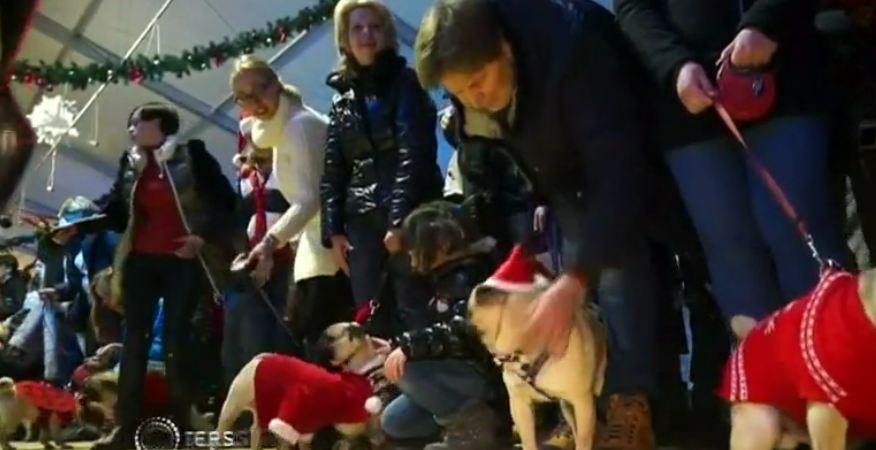 Pugs hit fashion runway at Christmas market in Kiev, Ukraine