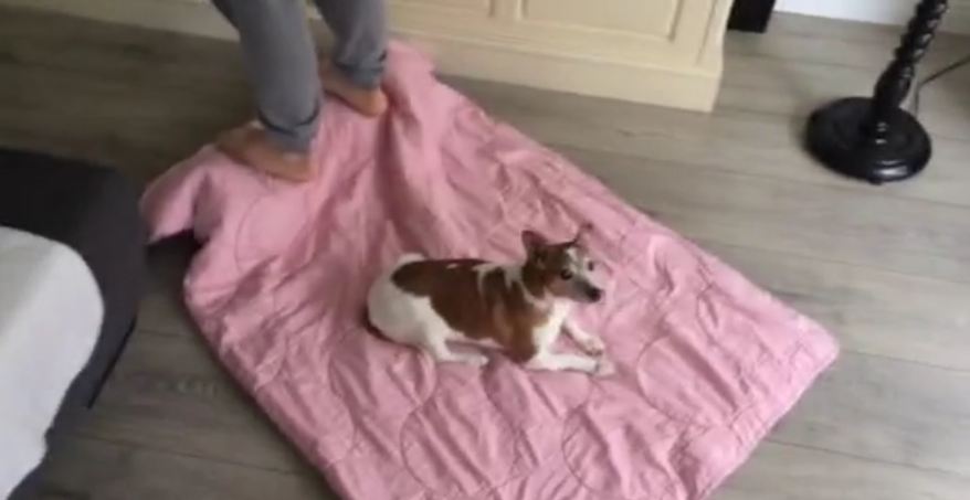 Dog enjoys hilarious “magic carpet ride”