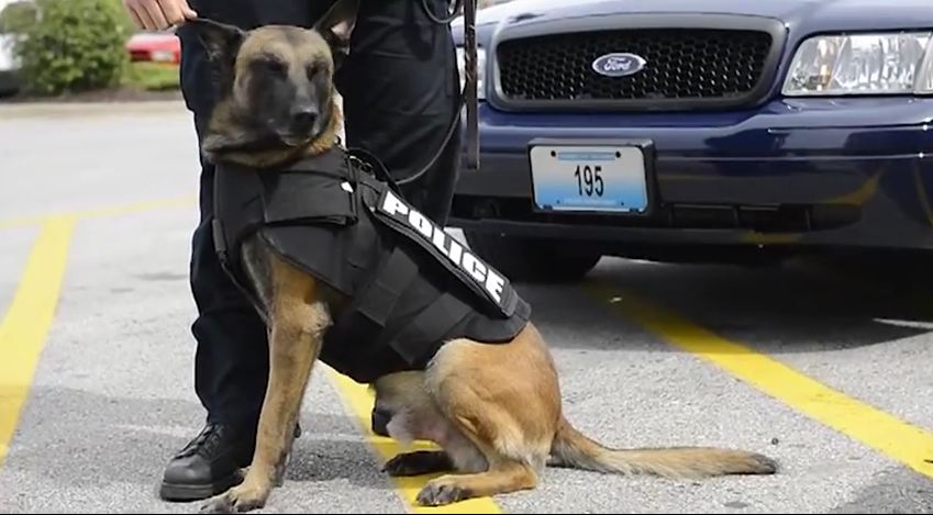 Hot Dog Stand Gives Dogs Bullet Proof Vests