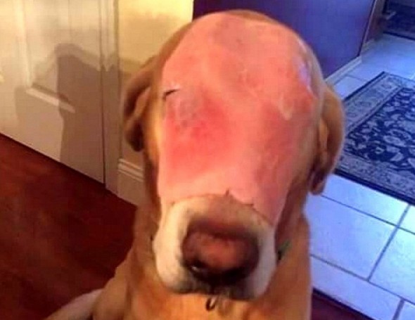 Prankster Tricks Thousands with “Disfigured” Ham-Faced Dog