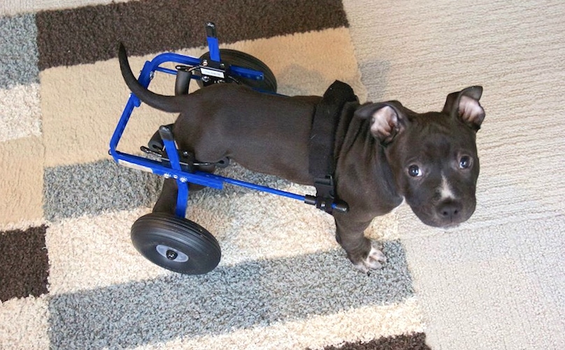 Adorable Pitbull Puppy Named Lt. Dan