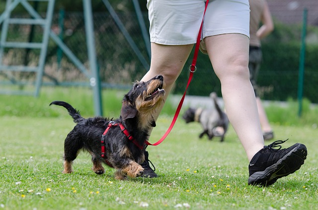 5 Ways To Fit Dog Training Into Your Busy Life