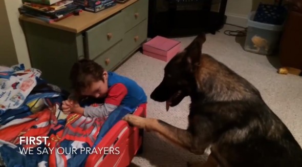 This Dog Helps His Favorite Human Get Ready for Bed