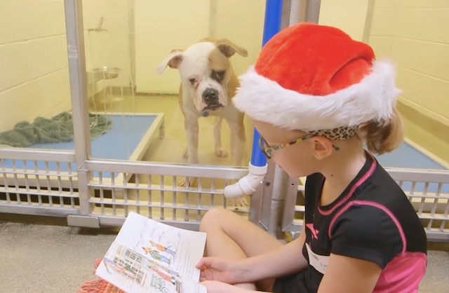 These Kids Read To Shelter Dogs And The Benefits Are Amazing!